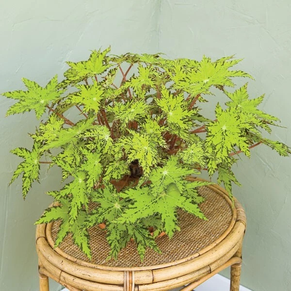 15+ Seeds Begonia Phoes Cleo house plant-  garden- flowers - $11.39