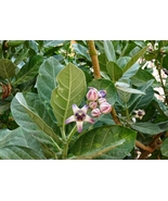 Daun Widuri Kering- Calotropis Gigantea Leaf Dried, 80 Gram - $409.22 MXN