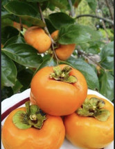 Fuyu Persimmon Tree 4-5 ft. Bare-root Sent January to April - £128.20 GBP