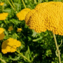 US Seller Flower Seeds Golden Yarrow Pollinator Flower Garden Flowers Ea... - $17.98