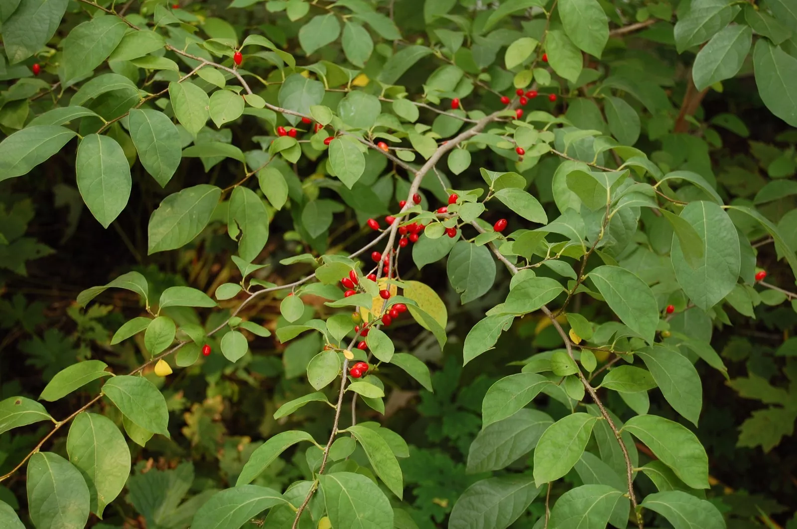 SPICE BUSH Pond Berry (Lindera benzoin) pot Live Plant Easy to Grow USA Seller - $41.80