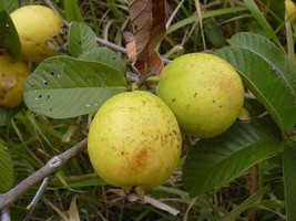 Real Guava - Psidium guajava - 5+ seeds - Gx 042 - £1.59 GBP