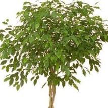 30 Ficus Tree Bodhi Tree Sacred Fig Bo Tree Pipal Ficus Religiosa Seeds New Fres - $14.90