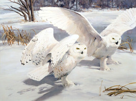 Framed canvas art print giclée Snowy Owls birds - £31.80 GBP+