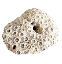 Fossilized Brain Coral Intricate Piece Maine Coast Nautical Collectibles... - $39.99