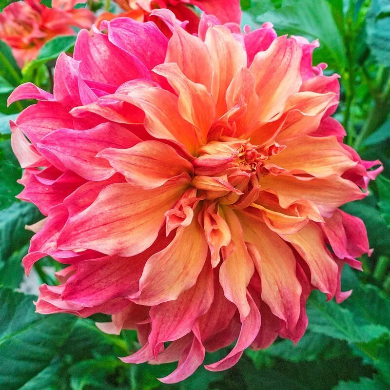 1 - Belle of Barmera Giant Dinnerplate Dahlia Bulb Tuber Clump Coral Ras... - $44.91 CAD