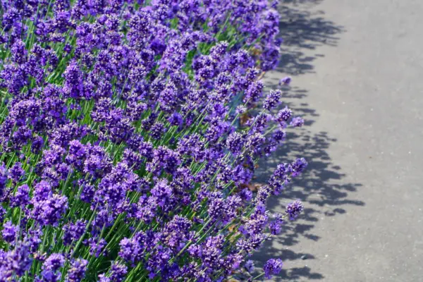 20 Dwarf Munstead Lavender English Lavandula Angustifolia Flower Herb Se... - £6.32 GBP