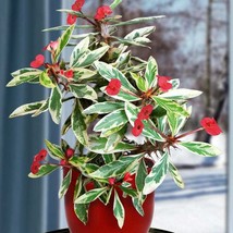 Variegated White Lightning Crown Of Thorns Starter House Plants New Fast... - £76.45 GBP