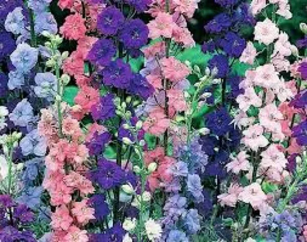 Larkspur Seeds 200+ Rocket Delphinium Imperial Mix Cut Flower Annual Garden - £3.51 GBP