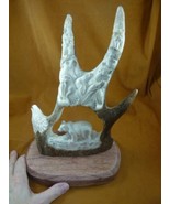 bear-w68) bear eagle seal of shed ANTLER figurine Bali detailed carving ... - £385.19 GBP