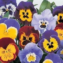 NEW! 30+ PANSY INSPIRE PLUS MAXI MIX FLOWER SEEDS FRAGRANT  - $9.84