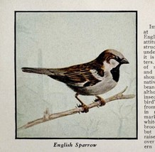 English Sparrow Bird Print 1931 Blue Book Birds Of America Animals Art P... - £14.95 GBP