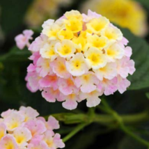 50  pcs Imported Lantana Camara Plant Five Colors Hydrangea Flower Peren... - $6.99