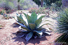 RARE AGAVE FEROX century plant hardy exotic succulent big aloe seed 50 SEEDS - £7.85 GBP