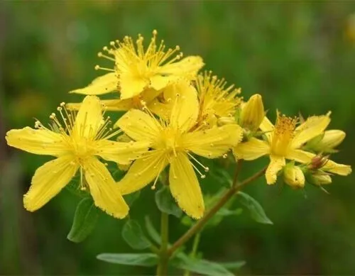 St Johns Wort Plant Herbs Perennial Organic 3000 Seed Fresh Garden - £9.39 GBP