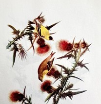 American Goldfinch Bird Lithograph 1950 Audubon Antique Art Print Finche... - $34.99