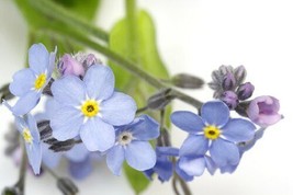 Myosotis Forget Me Not Blue Flower By Seed Kingdom 1000 Seeds Fresh Gard... - $15.40