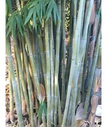 100 Angel Mist Ghost Bamboo Seeds Perennial Seed Ornamental Privacy Fast Grow - $26.73