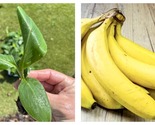 2 Live Banana Plant Live TREE- Orinoco- Banana Tree - LARGE BUNCHES - £37.51 GBP