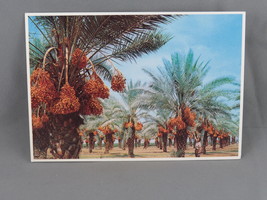 Vintage Postcard - Date Groves Arizona - Petley Studios - $15.00