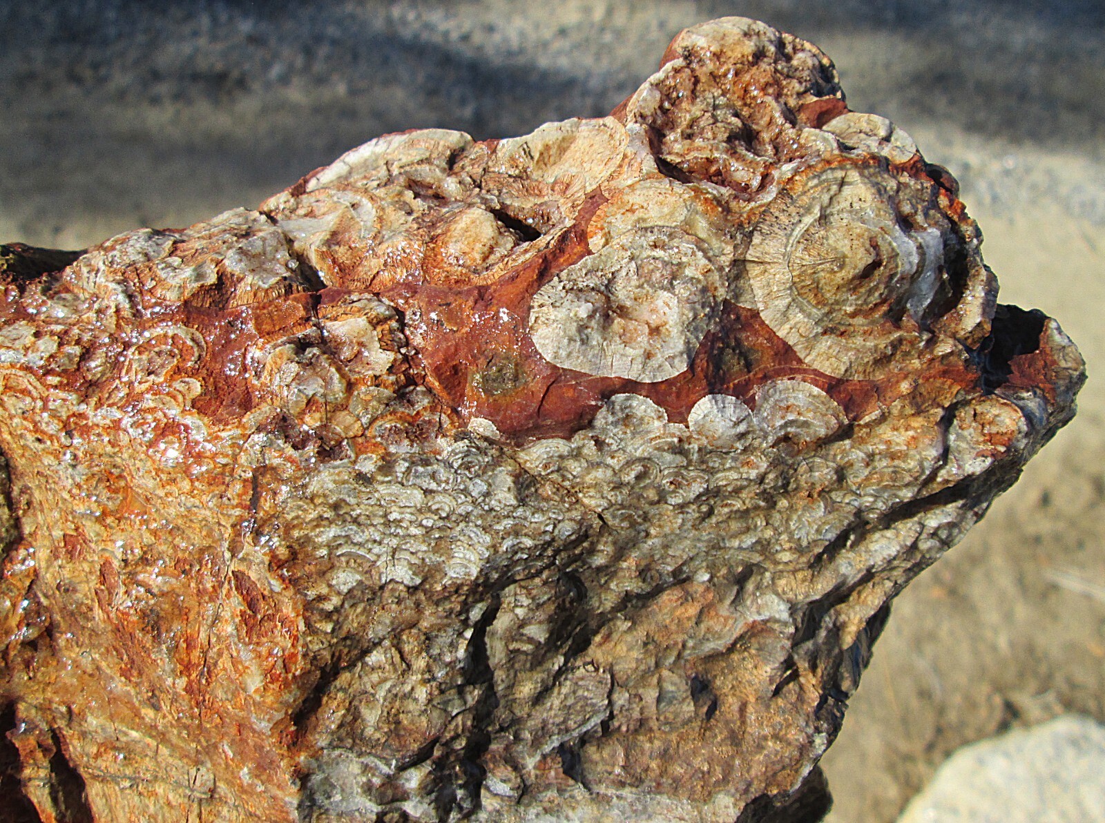 Arizona Mushroom Jasper Rough 8Inch X 71/2Inch X 5Inch New Fresh US Ship... - $162.00