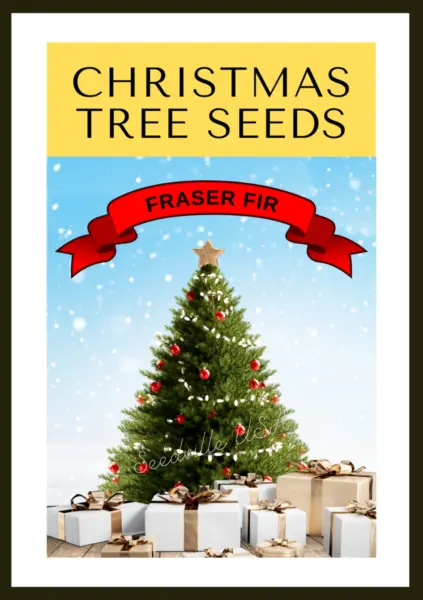 Christmas Tree - Fraser Fir ( Abies Fraseri ) Gift Seed Packet Fresh Garden - £7.19 GBP