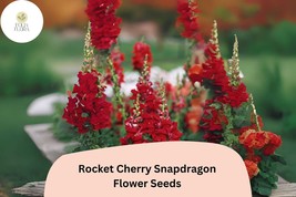 Antirrhinum majus Rocket Cherry Snapdragon Seeds – 1000+ Vibrant Cherry-... - $15.66