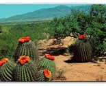 Barrel Cactus Southwestern Desert UNP Unused Chrome Postcard K17 - $1.93