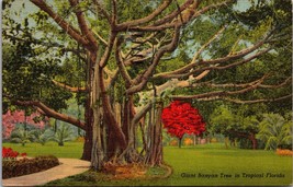 Giant Banyan Tree in Tropical FL Postcard PC46 - £3.98 GBP