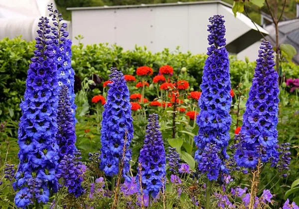 Dark Blue Delphinium 100 Seeds Pacific Giants Hardy Perennial USA Seller - $7.38