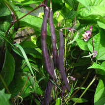 Heirloom Dark Bush Bean &#39;Royal Burgundy&#39; Phaseolus Vulgaris 15 Seeds Gardening U - $12.22