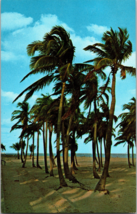 FL Palm Trees Swaying in the Gentle Tradewinds Florida Vintage Postcard (A) - £3.83 GBP
