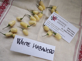 White Habanero Chili Pepper, 5 seeds (Ch 018) - £2.35 GBP