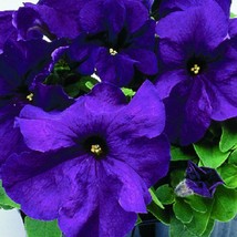 50 Pelleted Logro Purple Petunia Fresh Seeds USA Seller - $16.42