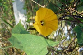 Ipomoea Obscura V Ethiopia 10 Seeds USA Garden - £16.38 GBP