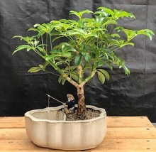 Hawaiian Umbrella Bonsai Tree  Land/Water Pot with Scalloped Edges (arboricola s - $54.95