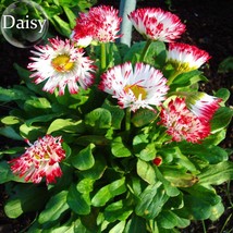 Bellis Perennis White Red Daisy Annual Flowers 50 Seeds English Monstrosa Flower - $9.22