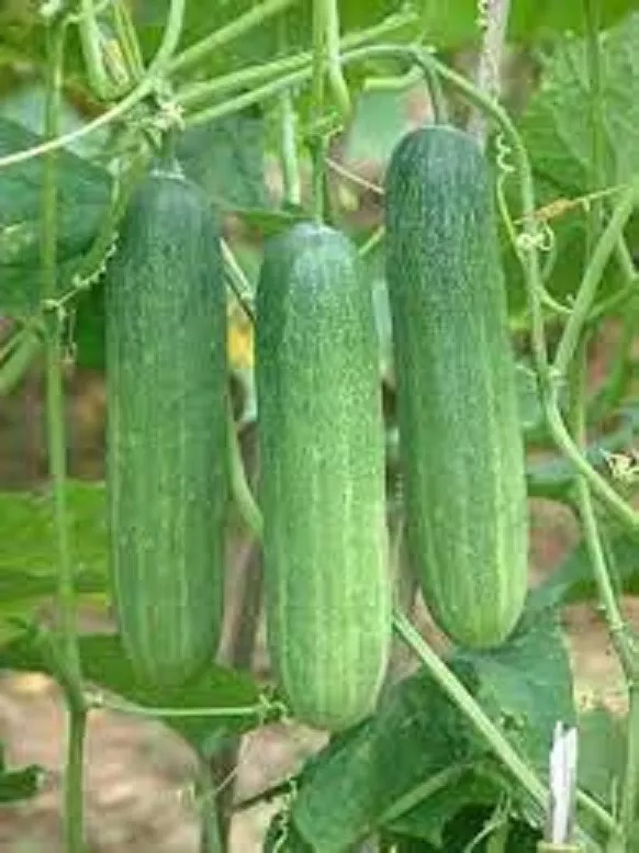 25 Seeds Sultan Cucumbers Edible Canning Pickling Fresh Seeds USA Seller - $12.25