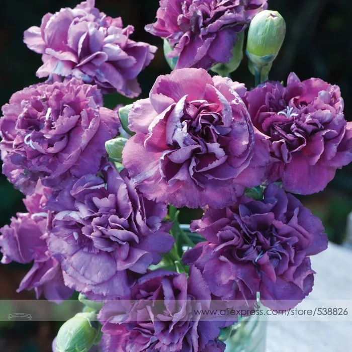 the Rarest Dianthus &#39;Purple Rain&#39; Carnation Flower Seeds - £3.87 GBP