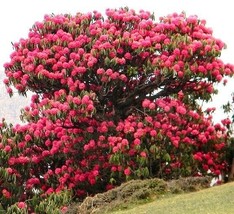 Rhododendron Arboreum, Medicinal herb Guinness record tree flower seed 10 SEEDS - £7.98 GBP
