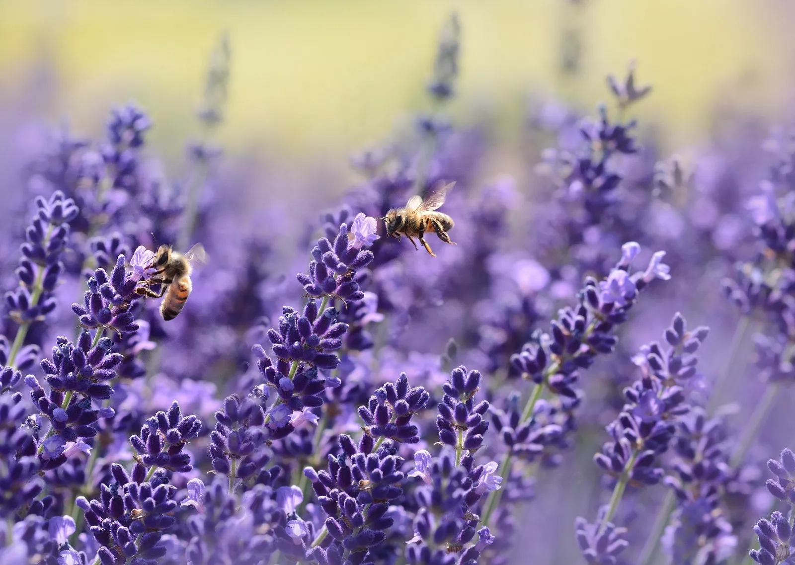 PSStore 200 Seeds Lavender Vera English Non-Gmo Variety Sizes - £6.89 GBP