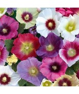 Hollyhock Mixed Flower Seeds Cool Beans N Sprouts Brand - £12.21 GBP