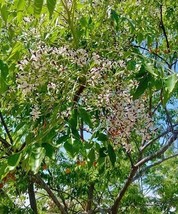 Azadirachta Indica Neem Tree Indian Cedar 10 Seeds Garden Beautiful USA Seller - $19.58