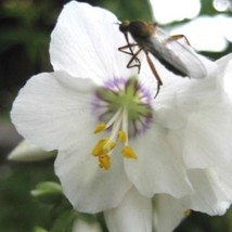 70 Polemonium Pearl White Pearl Blue Mix Jacobs Ladder Perennial Flower Seeds Fr - $23.64