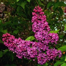 FRESH 25 Pink Punch Lilac Seeds Tree Fragrant  - £6.39 GBP