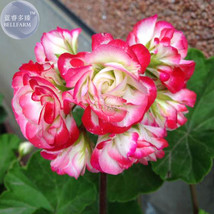 Geranium White Red Ball Type Flower 10 Big Blooms Pelargonium Hortorum G... - £4.80 GBP