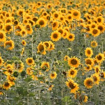 100 Peredovik Sunflower Helianthus Annuus Aka Black Peredovik Good Oil Oilseed T - £11.76 GBP