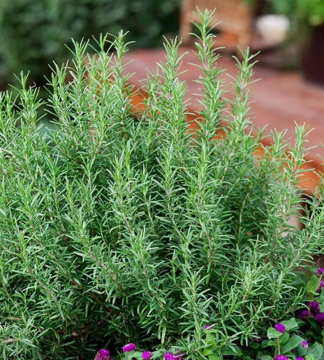 VC 50Rosemary Seeds Evergreen Shrub Culinary Perennial Garden Fast Shipp... - $8.30