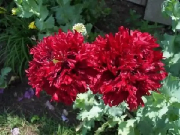 Top Seller 100 Giant Double Red Peony Poppy Papaver Peoniflorum Flower S... - $14.60