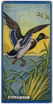 Cowan Co Toronto Card Mallard Duck Canadian Bird Series - $9.89